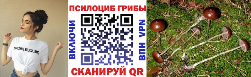 Псилоцибиновые грибы Cubensis Нерюнгри